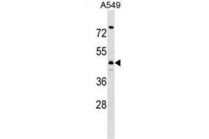 Western Blotting (WB) image for anti-Tropomodulin 4 (TMOD4) antibody (ABIN2999586) (Tropomodulin 4 Antikörper)