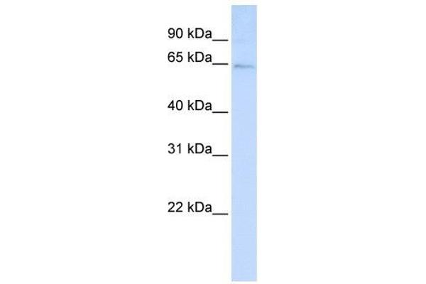 LRFN3 Antikörper  (C-Term)