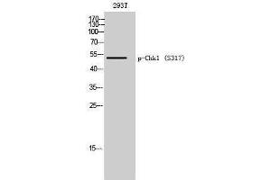 Western Blotting (WB) image for anti-Checkpoint Kinase 1 (CHEK1) (pSer317) antibody (ABIN3181961) (CHEK1 Antikörper  (pSer317))