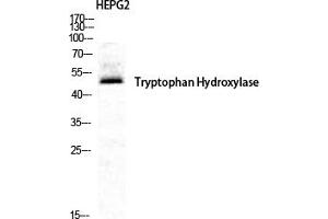 Western Blot analysis of HepG2 cells using TPH1 Polyclonal Antibody diluted at 1:500. (Tryptophan Hydroxylase 1 Antikörper)