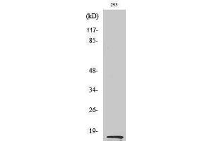 Western Blotting (WB) image for anti-MK (C-Term) antibody (ABIN3180732) (MK (C-Term) Antikörper)