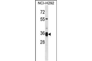 Western blot analysis in NCI-H292 cell line lysates (35ug/lane). (TMPRSS12 Antikörper  (N-Term))