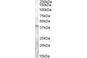 Western Blotting (WB) image for G Protein-Coupled Receptor 119 (GPR119) peptide (ABIN370440) (G Protein-Coupled Receptor 119 (GPR119) Peptid)