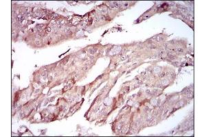 Immunohistochemistry (IHC) image for anti-Paraoxonase 1 (PON1) (AA 20-155) antibody (ABIN1724909)