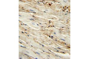 immunohistochemistry analysis in formalin fixed and paraffin embedded mouse heart tissue followed by peroxidase conjugation of the secondary antibody and DAB staining. (Endoglin Antikörper  (AA 380-409))