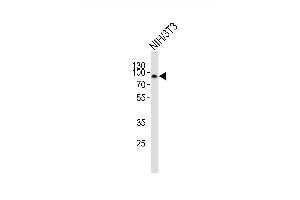 Western blot analysis of lysate from mouse NIH/3T3 cell line, using EWSR1 Antibody (Center) (ABIN6242305 and ABIN6577749). (EWSR1 Antikörper  (AA 328-362))