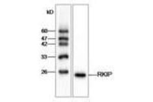 Image no. 1 for anti-Phosphatidylethanolamine Binding Protein 1 (PEBP1) antibody (ABIN791425) (PEBP1 Antikörper)