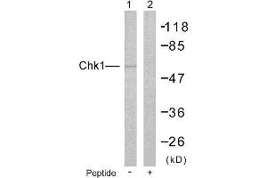 Western blot analysis of extracts from HeLa cells: Lin: Using Chk1 (Ab-280) Antibody( #B7040); Lin: The same antibody preincubated with synthesized peptide. (CHEK1 Antikörper  (Ser280))