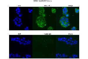 Sample Type : MCF7  Primary Antibody Dilution: 4 ug/ml  Secondary Antibody : Anti-rabbit Alexa 546  Secondary Antibody Dilution: 2 ug/ml  Gene Name : MSX2 (Msx2/Hox8 Antikörper  (N-Term))