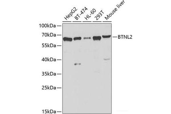 BTNL2 Antikörper