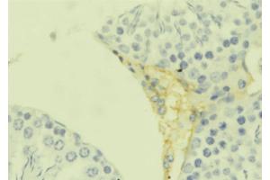 ABIN6273658 at 1/100 staining Mouse testis tissue by IHC-P. (IL-25 Antikörper  (Internal Region))