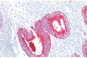 Immunohistochemistry staining of human uterus (paraffin-embedded sections) with anti-CD15 (MMA), 10 μg/mL. (CD15 Antikörper)