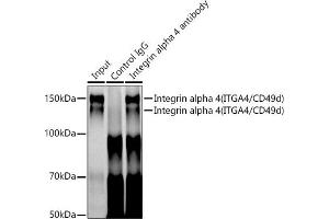 Immunoprecipitation analysis of 300 μg extracts of Jurkat cells using 3 μg Integrin alpha 4 (ITG/CD49d) antibody (054). (ITGA4 Antikörper)