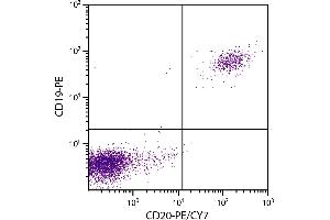 Human peripheral blood lymphocytes were stained with Mouse Anti-Human CD20-PE/CY7. (CD20 Antikörper  (PE-Cy7))