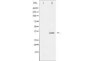 Western blot analysis of S6 Ribosomal Protein phosphorylation expression in serum treated 293 whole cell lysates,The lane on the left is treated with the antigen-specific peptide. (RPS6 Antikörper  (pSer235))