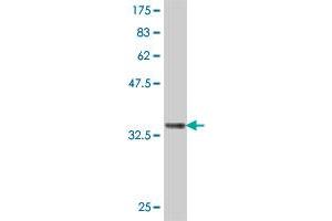 Western Blot detection against Immunogen (36. (Somatostatin Antikörper  (AA 26-116))