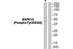 Western Blotting (WB) image for anti-Spleen tyrosine Kinase (SYK) (pTyr352) antibody (ABIN1847851) (SYK Antikörper  (pTyr352))