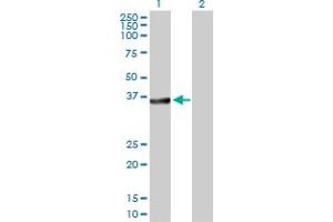 Western Blot analysis of BCL2L14 expression in transfected 293T cell line by BCL2L14 MaxPab polyclonal antibody. (BCL2L14 Antikörper  (AA 1-327))