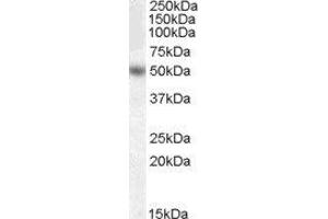 ABIN2562377 (0. (EGR4 Antikörper  (Internal Region))