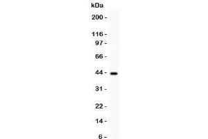 Western blot testing of SERPINB2 antibody and human placenta lysate. (SERPINB2 Antikörper  (AA 1-180))