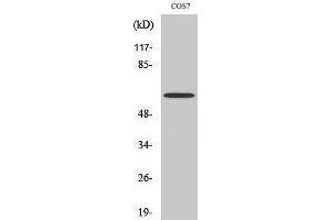 Western Blotting (WB) image for anti-THAP Domain Containing 4 (THAP4) (Internal Region) antibody (ABIN3187254) (THAP4 Antikörper  (Internal Region))