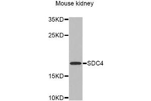 Western Blotting (WB) image for anti-Syndecan 4 (SDC4) antibody (ABIN1874710) (SDC4 Antikörper)