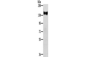 Western Blotting (WB) image for anti-RAS Protein Activator Like 2 (RASAL2) antibody (ABIN2424040) (RASAL2 Antikörper)