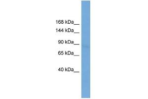 WB Suggested Anti-Npas2 Antibody Titration:  0. (NPAS2 Antikörper  (N-Term))