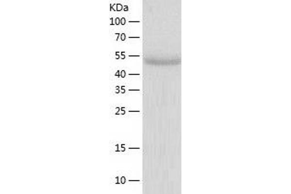 KLF4 Protein (AA 1-479) (His tag)