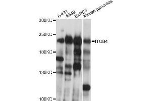 Western blot analysis of extracts of various cell lines, using ITGB4 antibody (ABIN5970319) at 1/1000 dilution. (Integrin beta 4 Antikörper)