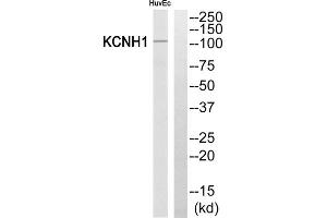 Western blot analysis of extracts from HuvEc cells, using KCNH1 antibody. (KCNH1 Antikörper  (Internal Region))