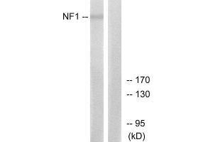 Western Blotting (WB) image for anti-Neurofibromin 1 (NF1) (Internal Region) antibody (ABIN1850489) (Neurofibromin 1 Antikörper  (Internal Region))