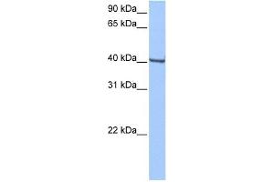 GBX1 antibody used at 0. (GBX1 Antikörper  (Middle Region))