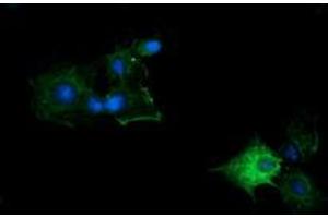 Image no. 4 for anti-Kallikrein 8 (KLK8) antibody (ABIN1498963) (Kallikrein 8 Antikörper)