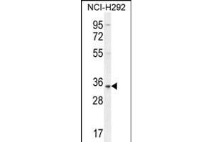 SFTB Antibody (C-term) (ABIN656166 and ABIN2845496) western blot analysis in NCI- cell line lysates (35 μg/lane). (SFTPA2 Antikörper  (C-Term))