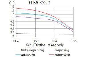 Black line: Control Antigen (100 ng),Purple line: Antigen (10 ng), Blue line: Antigen (50 ng), Red line:Antigen (100 ng) (TFAP2C Antikörper  (AA 341-450))