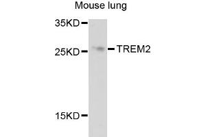 Western blot analysis of extracts of mouse lung cells, using TREM2 antibody. (TREM2 Antikörper)