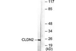 Western Blotting (WB) image for anti-Claudin 2 (CLDN2) (AA 181-230) antibody (ABIN2889174) (Claudin 2 Antikörper  (AA 181-230))