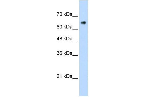 ZNF326 Antikörper  (C-Term)