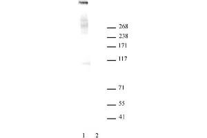 Ki-67 antibody tested by Western blot. (Ki-67 Antikörper  (N-Term))