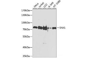 Western blot analysis of extracts of various cell lines using SNX1 Polyclonal Antibody at dilution of 1:1000. (Sorting Nexin 1 Antikörper)