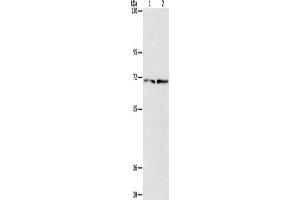 Western Blotting (WB) image for anti-Intraflagellar Transport Protein 74 Homolog (IFT74) antibody (ABIN2434481) (IFT74 Antikörper)