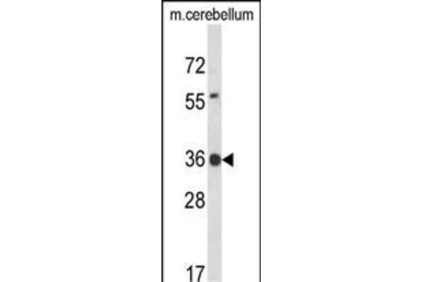 CLDND1 Antikörper  (AA 43-72)