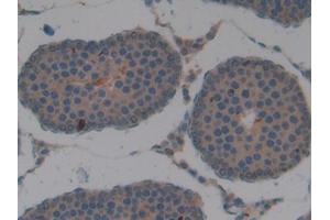 Used in DAB staining on fromalin fixed paraffin- embedded kidney tissue (APOA2 Antikörper  (AA 24-102))