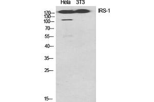 Western Blot analysis of Hela (1), 3T3 (2), diluted at 1:1000. (IRS1 Antikörper)