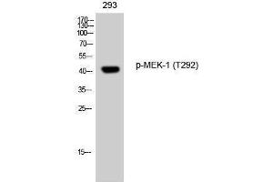 Western Blotting (WB) image for anti-Mitogen-Activated Protein Kinase Kinase 1 (MAP2K1) (pThr292) antibody (ABIN6288173) (MEK1 Antikörper  (pThr292))