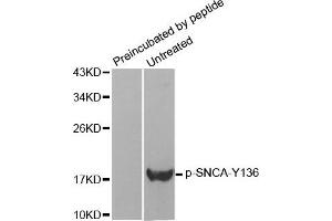 Western Blotting (WB) image for anti-Synuclein, alpha (SNCA) (pTyr136) antibody (ABIN1870623) (SNCA Antikörper  (pTyr136))