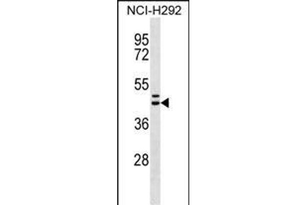 Motilin Receptor Antikörper  (C-Term)