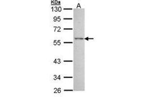 Image no. 1 for anti-Estrogen-Related Receptor gamma (ESRRG) (AA 53-304) antibody (ABIN467453) (ESRRG Antikörper  (AA 53-304))