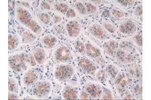 IHC-P analysis of Human Stomach Tissue, with DAB staining. (Cathepsin S Antikörper  (AA 115-331))